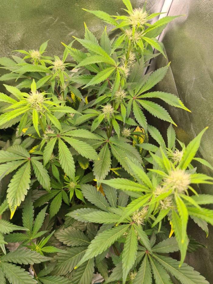 Thin Mint x Sour Pinot Auto (Barney's ). Week 5