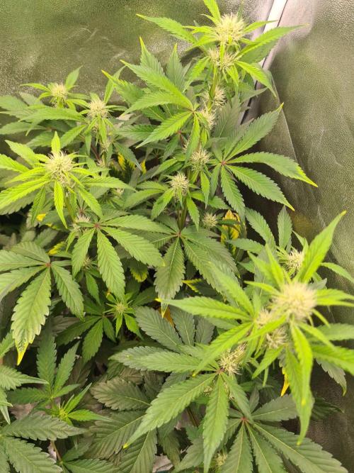 Thin Mint x Sour Pinot Auto. Week 5