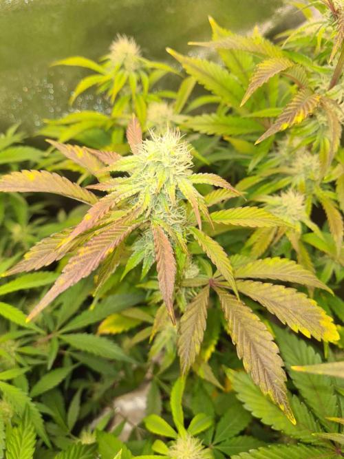 Thin Mint x Sour Pinot Auto (Barney's ). Week 6