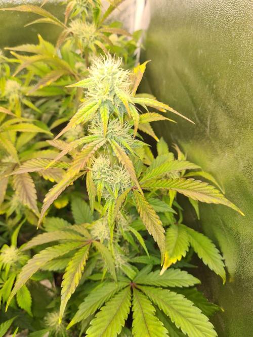 Thin Mint x Sour Pinot Auto (Barney's ). Week 6