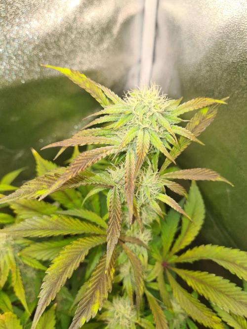 Thin Mint x Sour Pinot Auto (Barney's ). Week 6