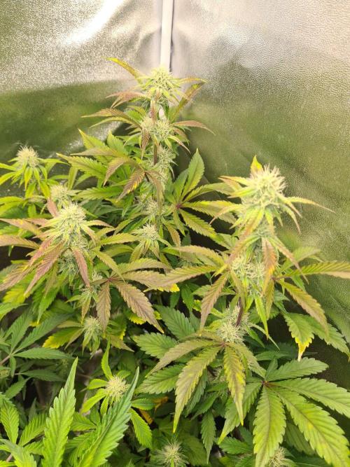Thin Mint x Sour Pinot Auto (Barney's ). Week 6