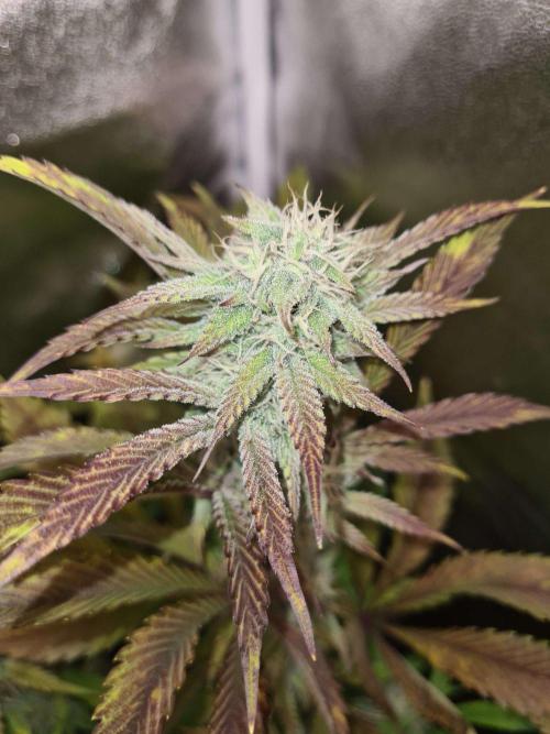 Thin Mint x Sour Pinot Auto (Barney's ). Week 7
