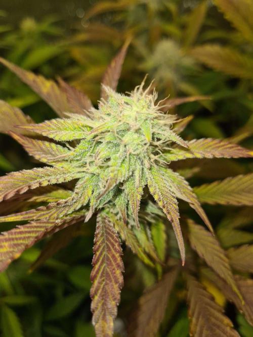 Thin Mint x Sour Pinot Auto (Barney's ). Week 7