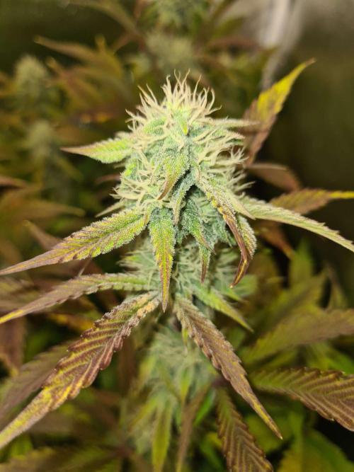 Thin Mint x Sour Pinot Auto (Barney's ). Week 7