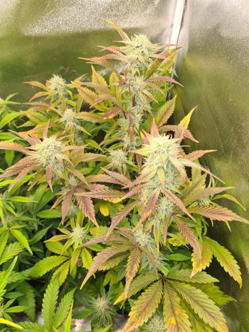 Thin Mint x Sour Pinot Auto (Barney's ). Week 7
