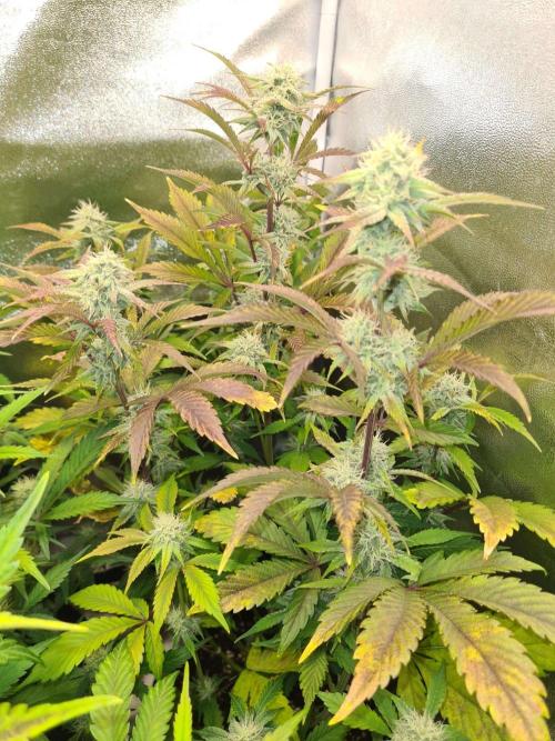 Thin Mint x Sour Pinot Auto (Barney's ). Week 7