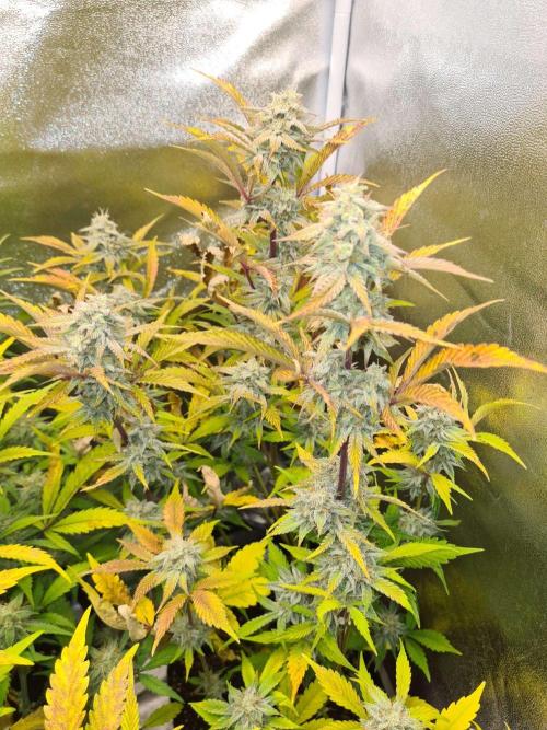 Thin Mint x Sour Pinot Auto (Barney's ). Week 8