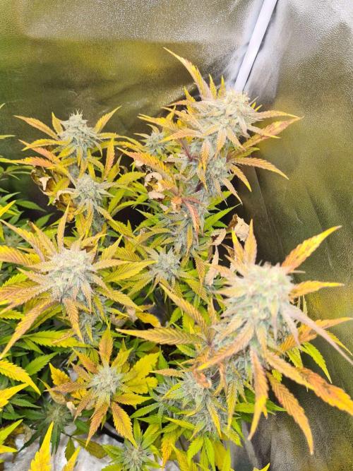 Thin Mint x Sour Pinot Auto (Barney's ). Week 8