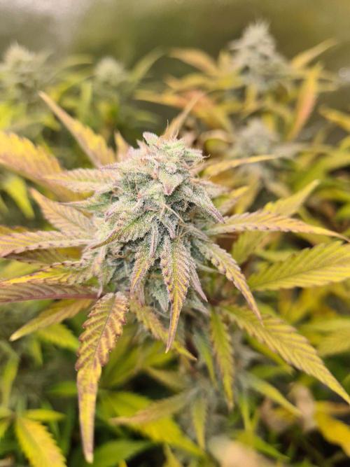Thin Mint x Sour Pinot Auto (Barney's ). Week 8