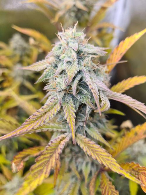 Thin Mint x Sour Pinot Auto (Barney's ). Week 8