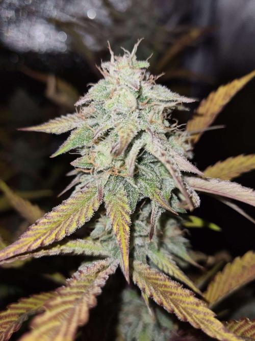 Thin Mint x Sour Pinot Auto (Barney's ). Week 8