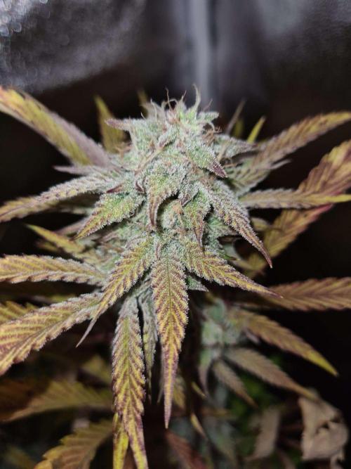 Thin Mint x Sour Pinot Auto (Barney's ). Week 8