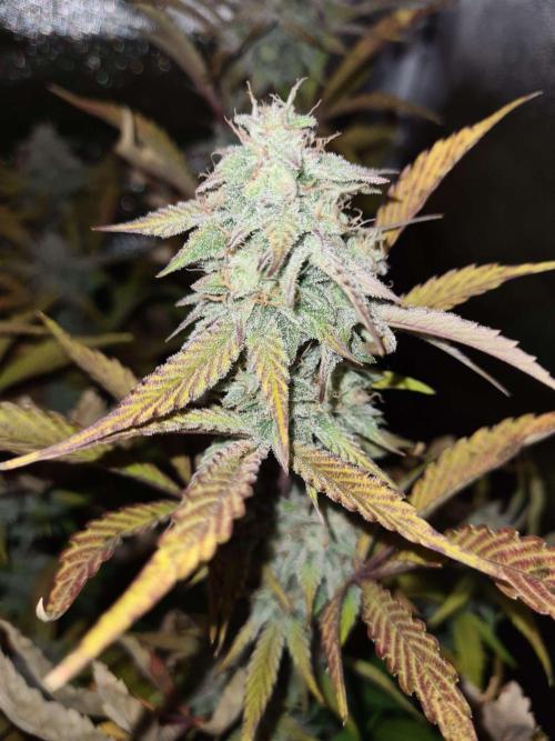 Thin Mint x Sour Pinot Auto (Barney's ). Week 8