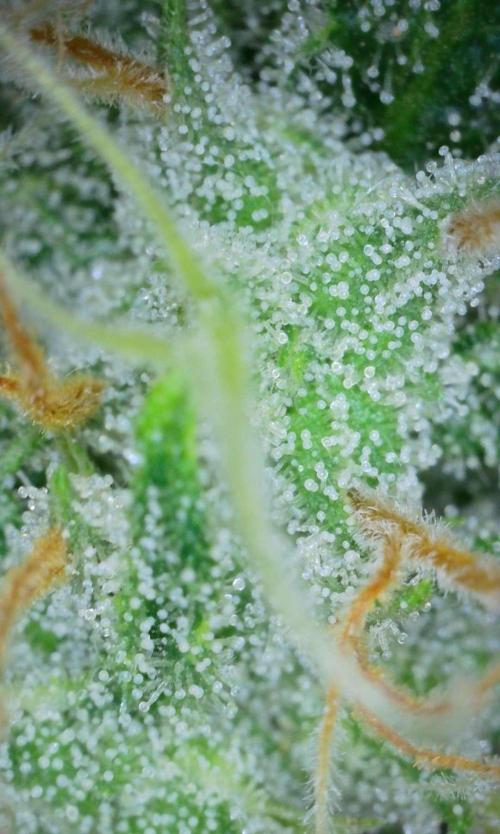 Thin Mint x Sour Pinot Auto (Barney's ). Week 9