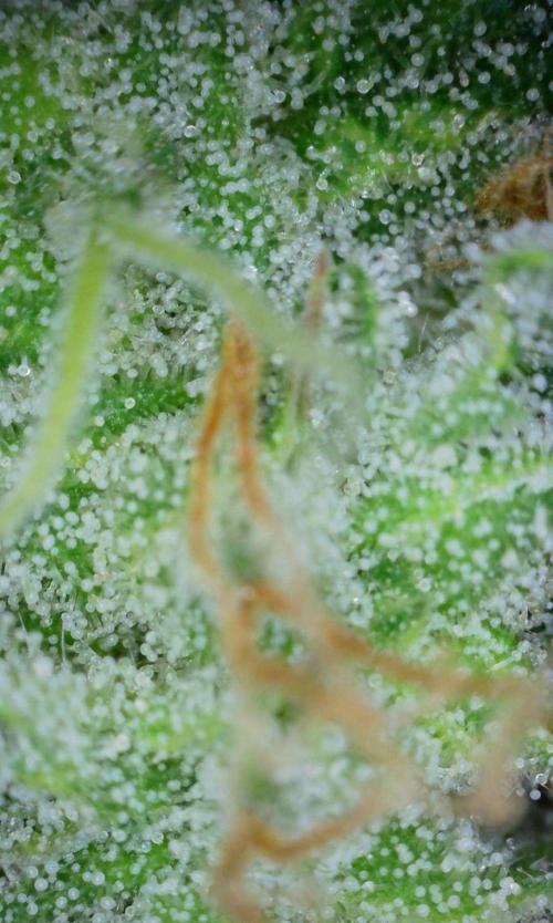 Thin Mint x Sour Pinot Auto (Barney's ). Week 9