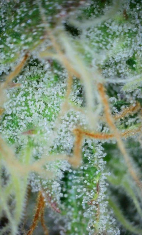 Thin Mint x Sour Pinot Auto (Barney's ). Week 9