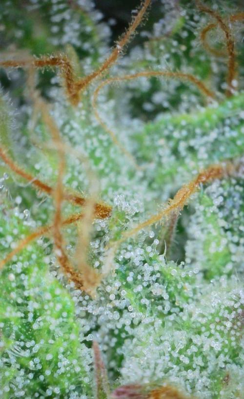 Thin Mint x Sour Pinot Auto (Barney's ). Week 9