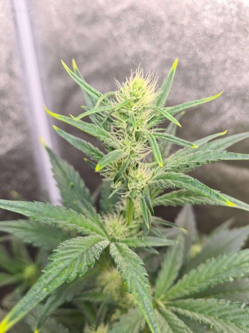 RQS / Sherbet Queen Auto. Week 5