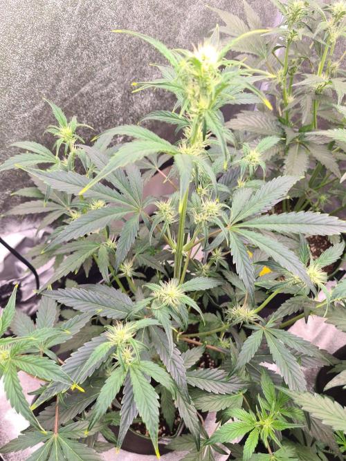RQS / Sherbet Queen Auto. Week 5