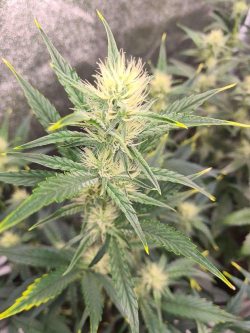 RQS / Sherbet Queen Auto. Week 6