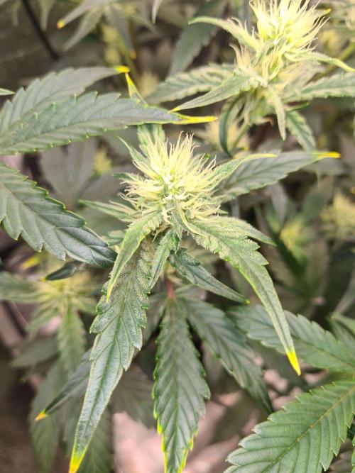 RQS / Sherbet Queen Auto. Week 6