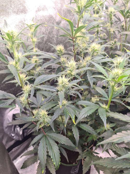 RQS / Sherbet Queen Auto. Week 6