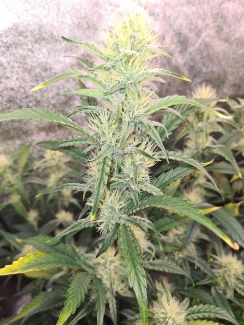 RQS / Sherbet Queen Auto. Week 7