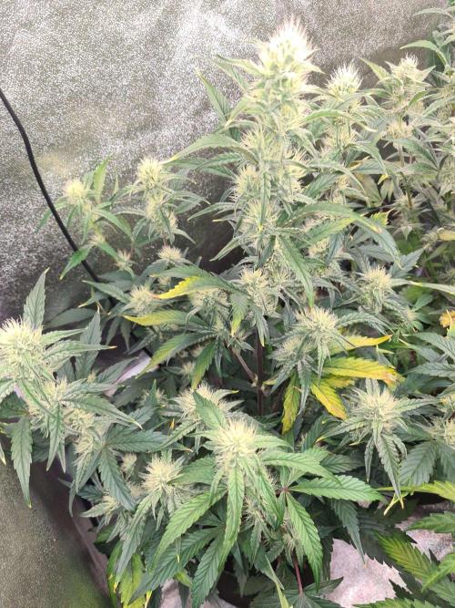 RQS / Sherbet Queen Auto. Week 7