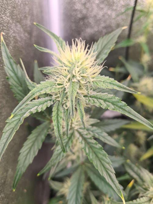 RQS / Sherbet Queen Auto. Week 7