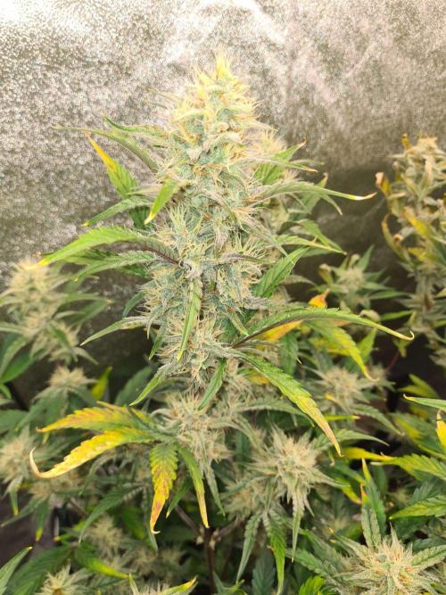 RQS / Sherbet Queen Auto. Week 8
