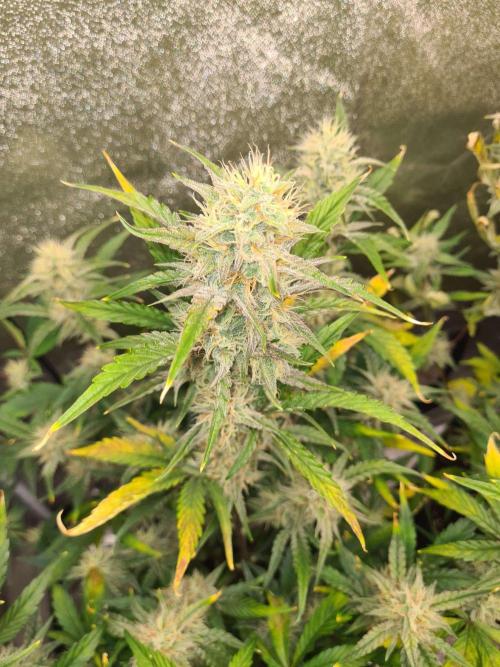 RQS / Sherbet Queen Auto. Week 8
