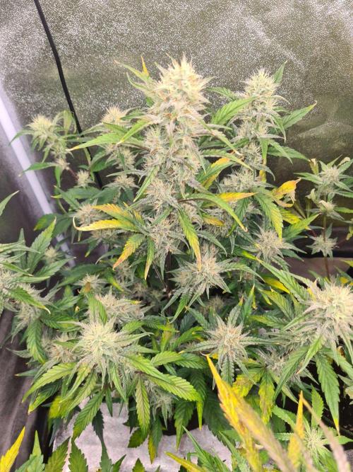 RQS / Sherbet Queen Auto. Week 8