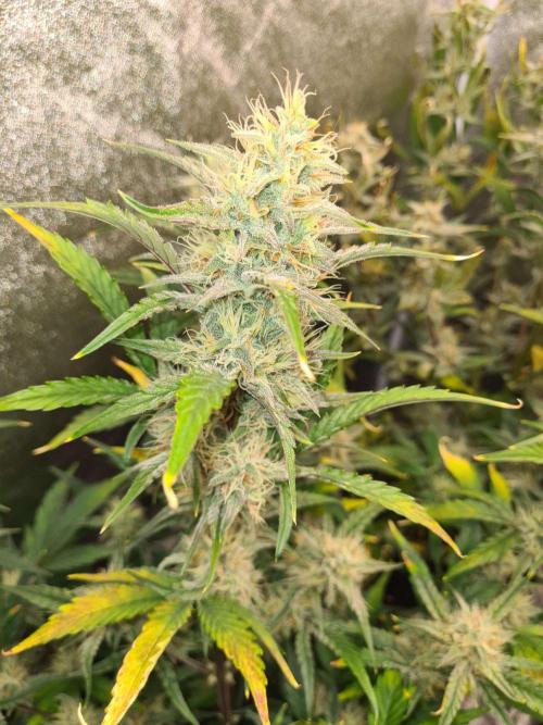RQS / Sherbet Queen Auto. Week 8
