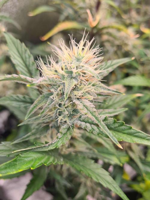 RQS / Sherbet Queen Auto. Week 8