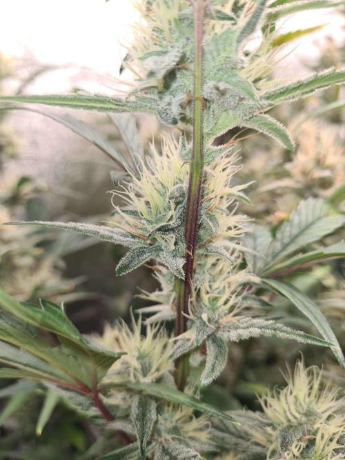 RQS / Sherbet Queen Auto. Week 8
