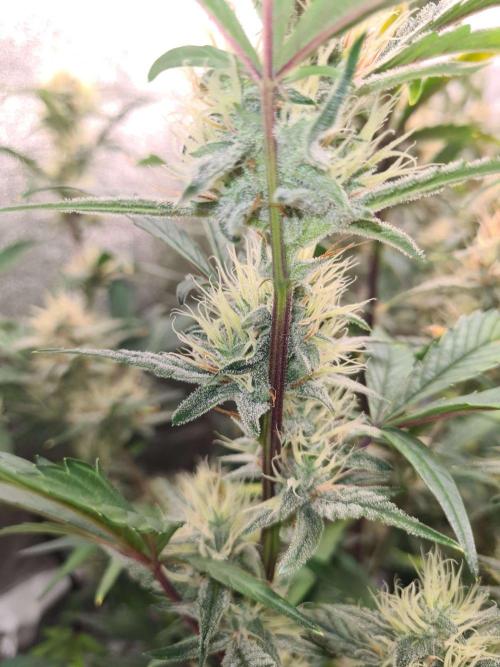 RQS / Sherbet Queen Auto. Week 8