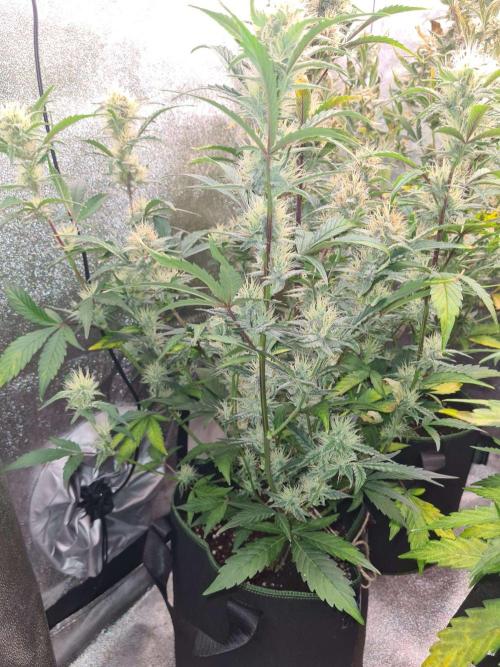RQS / Sherbet Queen Auto. Week 8