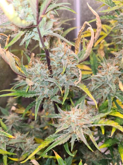 RQS / Sherbet Queen Auto. Week 9