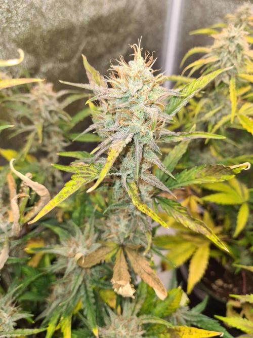 RQS / Sherbet Queen Auto. Week 9