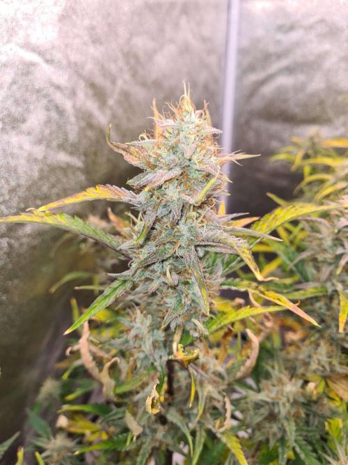 RQS / Sherbet Queen Auto. Week 9