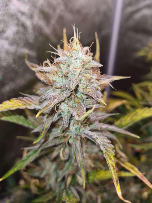 RQS / Sherbet Queen Auto. Week 9