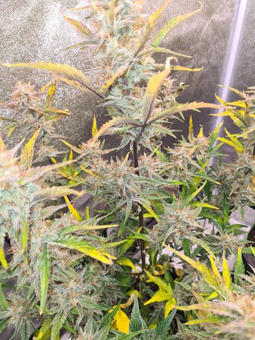 RQS / Sherbet Queen Auto. Week 10