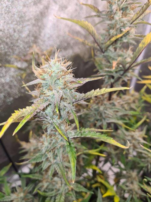 RQS / Sherbet Queen Auto. Week 10