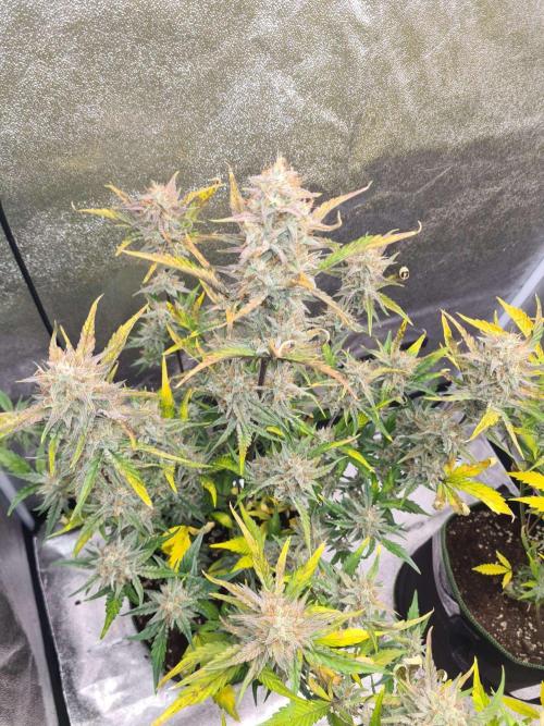 RQS / Sherbet Queen Auto. Week 10