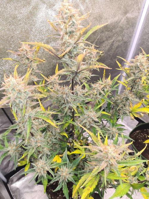 RQS / Sherbet Queen Auto. Week 10