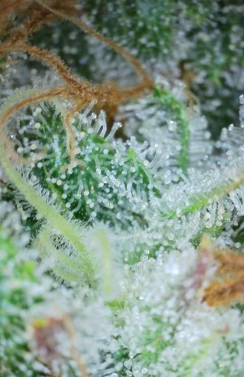 RQS / Sherbet Queen Auto. Week 10