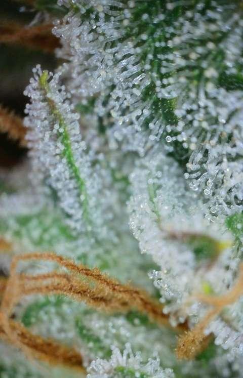 RQS / Sherbet Queen Auto. Week 10