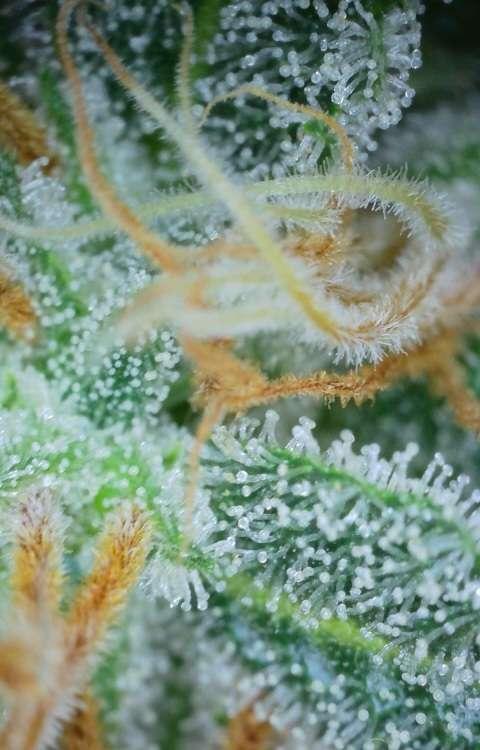 RQS / Sherbet Queen Auto. Week 10