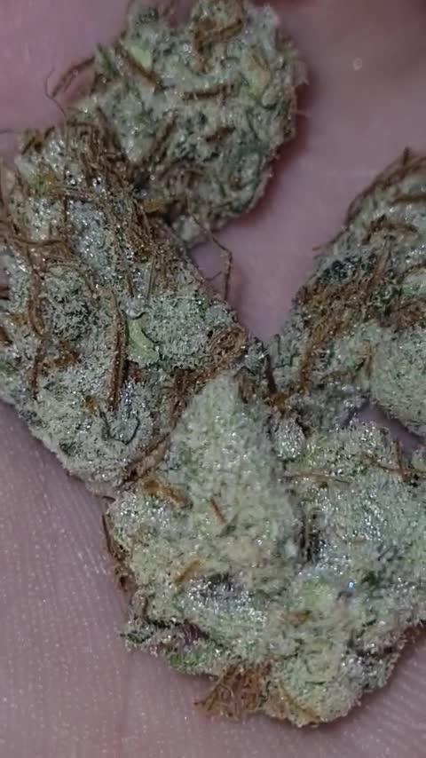 RQS / Sherbet Queen Auto